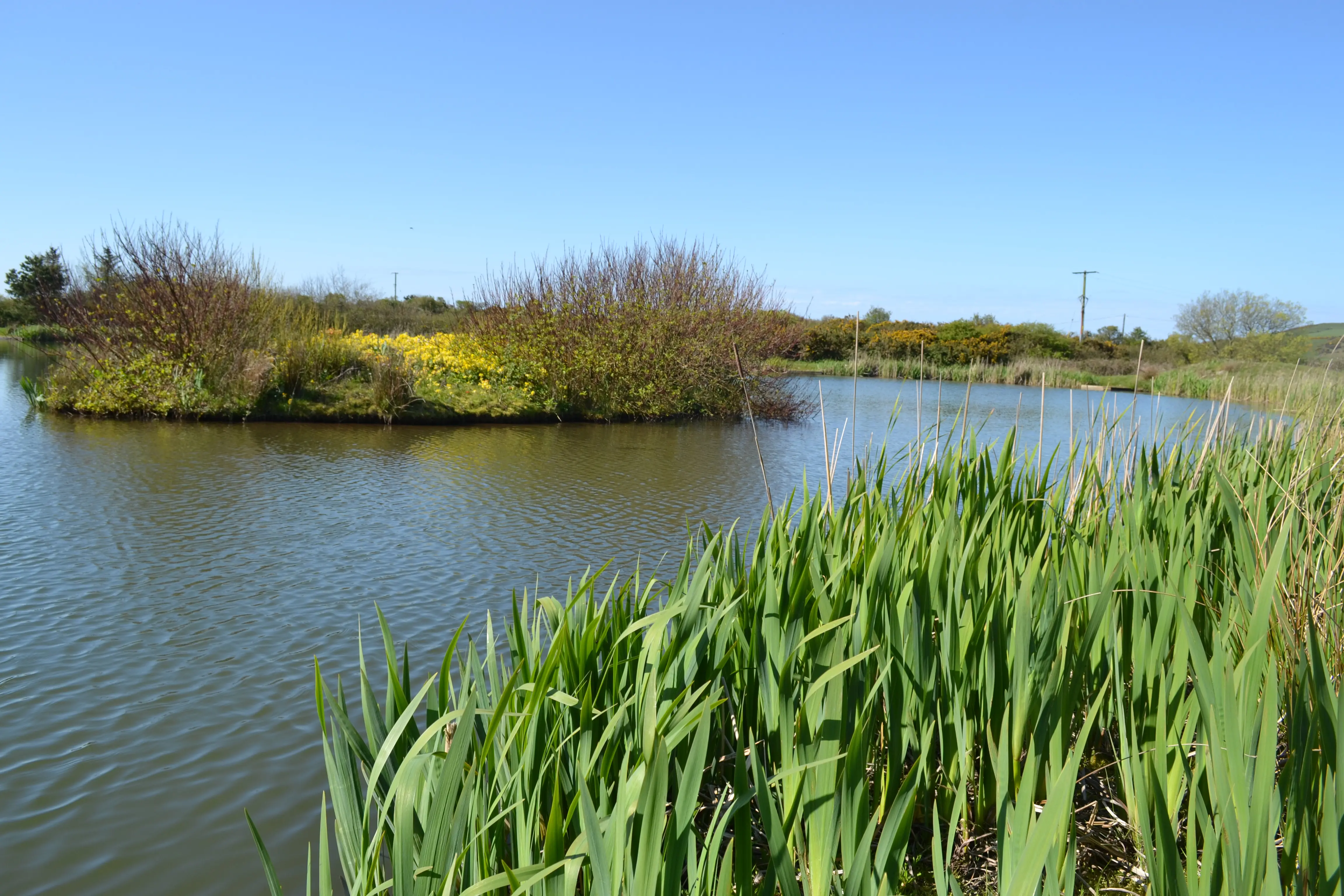 Fishing at Bodrydd Lakes